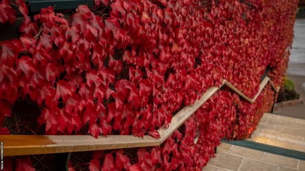 Red ivy covers Centre Court and surrounds a handrail following the line of steps down