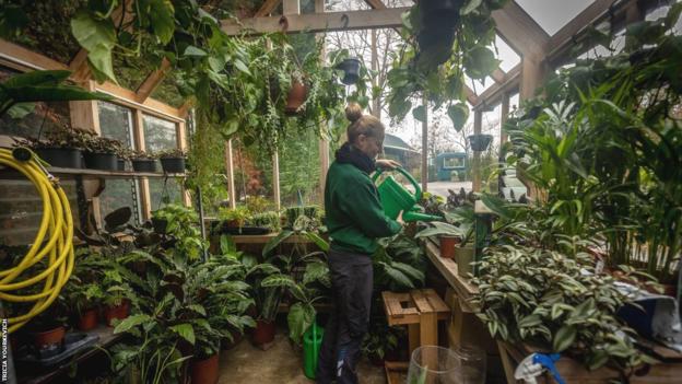 A member of the groundstaff waters plants in a greenhouse at Wimbledon
